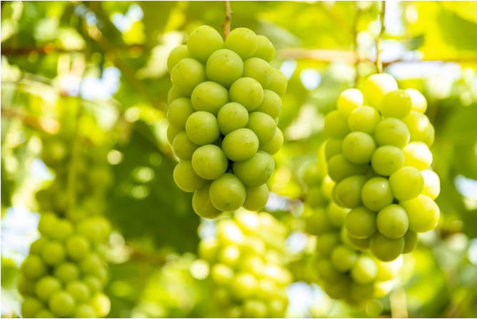 【🍇】ブドウ界のトップ交代　シャインマスカットが「王様」巨峰を抜く