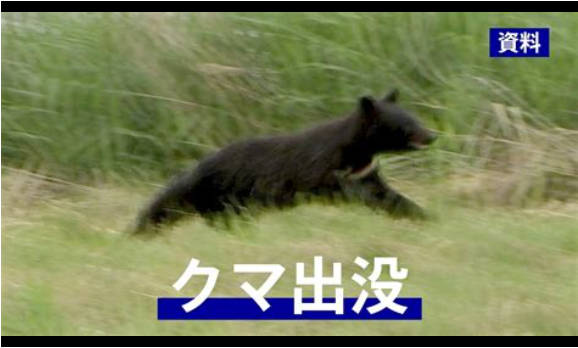 【（・(ｪ)・）Uo･ｪ･oU】住宅で秋田犬の鉄雲くん（６）がクマに襲われ背中や口に負傷　飼い主が工具で撃退　住宅地に相次ぐ出没　宮城