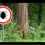 福岡の市街地、マダニが前例のない大量発生、草木に触れば噛まれるほど、シカに付着して拡散か