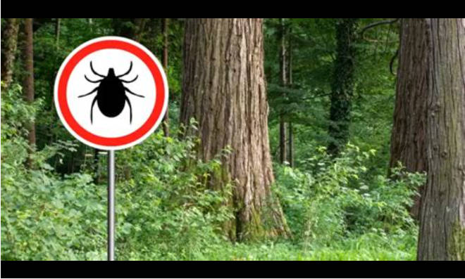 福岡の市街地、マダニが前例のない大量発生、草木に触れば噛まれるほど、シカに付着して拡散か