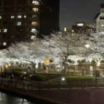 東京都、桜のライトアップを行う団体や法人に最大600万円助成