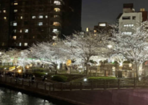 東京都、桜のライトアップを行う団体や法人に最大600万円助成