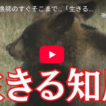【動画】知床、ヒグマと人間が共存しすぎだと話題😨