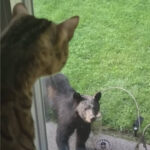 【ﾆｬｰ】ネコをクマと見間違え？　高校テニスコートで目撃　福島