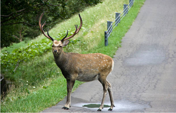 北海道でエゾシカが猛威、自動車破壊や農家襲撃など過去最悪級の多さ、ヒグマを遥かに超える被害状況