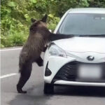 札幌市民、ヒグマ対策で車のクラクションを鳴らしまくる。暴走族よりうるさいと近隣住民から苦情殺到