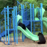 滑り台で遊ぶ子供ヒグマ2頭をみごと2発で射殺🐻💥🔫