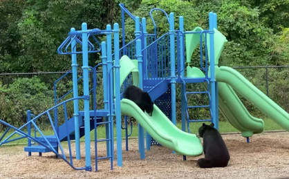 滑り台で遊ぶ子供ヒグマ2頭をみごと2発で射殺🐻💥🔫