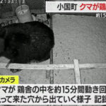 【（・(ｪ)・）】ブランド鶏がクマに食い荒らされる…ひな鳥36羽が2羽に　電気柵しても効き目なし　山形・小国町【動画】