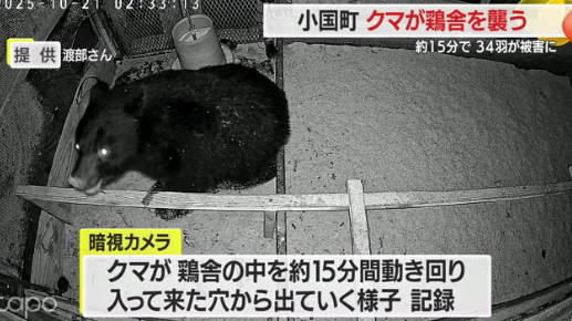 【（・(ｪ)・）】ブランド鶏がクマに食い荒らされる…ひな鳥36羽が2羽に　電気柵しても効き目なし　山形・小国町【動画】