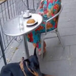 【動画】イッヌの危機察知能力、レベチｗｗ