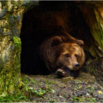 【悲報】冬眠に備える熊さんの1日に摂りたいエネルギー、約20000kcal