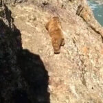 【朗報】インド人、投石でヒグマを撃退する！