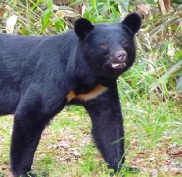 男性「最近のツキノワグマは異常だ。俺を美味しそうな目で見ている。去年と違う。」