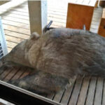 空き家問題が解決、ヒグマが居住