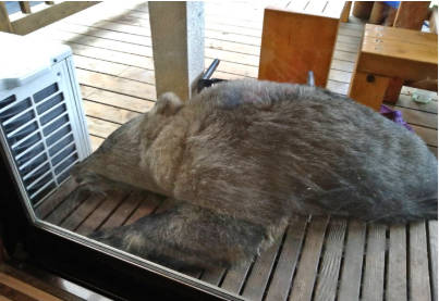 空き家問題が解決、ヒグマが居住