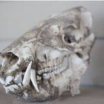 グラディエーターとして剣術を学んだ「ヒグマ」の化石が発見、ライオンなどの猛獣と戦った記録も