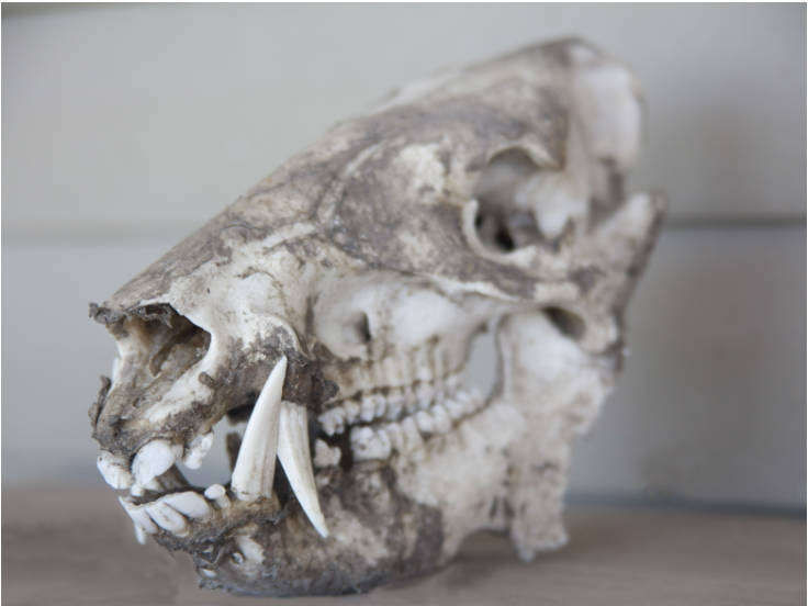 グラディエーターとして剣術を学んだ「ヒグマ」の化石が発見、ライオンなどの猛獣と戦った記録も