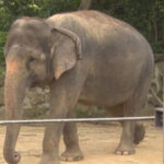 【🐘】沖縄の動物園で飼育員がゾウに鼻と前脚で圧迫され重傷　採血の際に転倒させられ　沖縄こどもの国