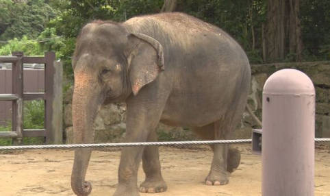 【🐘】沖縄の動物園で飼育員がゾウに鼻と前脚で圧迫され重傷　採血の際に転倒させられ　沖縄こどもの国