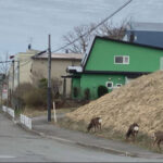 子供ヒグマ2匹を射殺した住宅街、エゾシカの大群が襲来