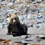 ヒグマ、タッチパネルで餌を注文、売り切れも認識。なおツキノワグマはパヨク程度の知能で覚えられず