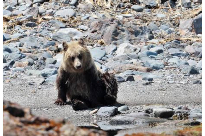 ヒグマ、タッチパネルで餌を注文、売り切れも認識。なおツキノワグマはパヨク程度の知能で覚えられず