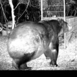 北海道　ススキノでヒグマ　🍺