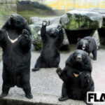 【（・(ｪ)・）】クマ被害　外国人客からも不安の声 旅行会社　旅程短縮や撃退スプレー準備など対応