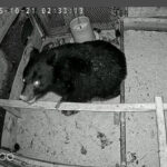 近所にクマが出たからスーパーの宅配を頼んでいる