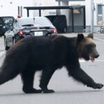 【クマ襲撃】東京23区侵入の可能性、多摩川沿いを南下するルートか　政府は自衛隊派遣を検討