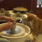 【ほのぼの】猫師匠によって、最後に手が加えられた陶器（AIではないです）