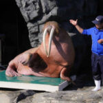 鴨川シーワールド　計量記念日の11月1日に動物達の体重計測を公開