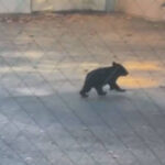 【（・(ｪ)・）】秋田高校でクマを撮影　敷地内では目撃が相次ぐ　2日　秋田