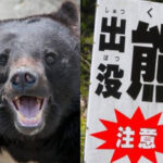 【（・(ｪ)・）】“秋田殺人グマ” 男女4人死傷　クラクション恐れず軽トラに突進し体当たり　動画有