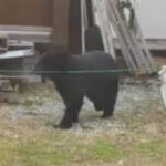 【（・(ｪ)・）】“ジビエ”は可能？クマの駆除急増で…焼却炉の処理能力超え