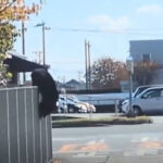 【動画】クマサン、もはや秋田市街地を普通に遊び場とするWW