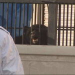 ハローワークに3頭のクマが仕事を探しに訪問、偉い👏
