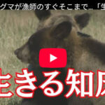 【動画】クマの凶暴化、観光業界が原因だった？！😨
