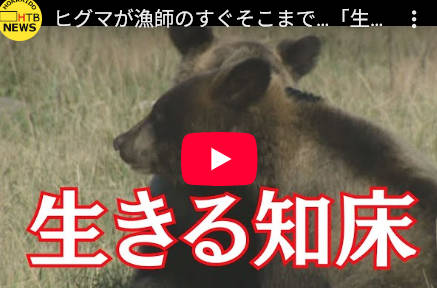 【動画】クマの凶暴化、観光業界が原因だった？！😨