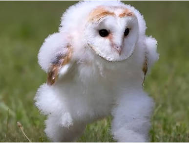 【流行語大賞】トップ10に「エッホエッホ」「国宝」「ミャクミャク」「古古古米」「オールドメディア」／一覧