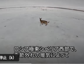 【シベリア】湖に張った氷の上で数十頭のシカが立ち往生、地元漁師らが救助🦌
