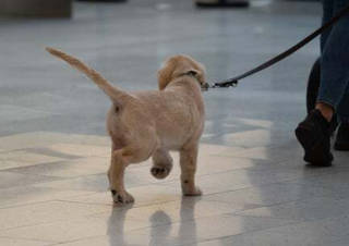 犬は自分よりレベルの低い人間になでられるとキレる