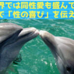 イルカも「性の喜び」を知るためのクリト〇スを持っている??研究結果
