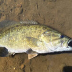 【ブラックバスが移入され100年】ブラックバス釣りの思い出ってある？