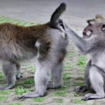 「サルが同性間でセッ〇〇するのは生存率や適応度を高めるため」 英国研究チームによる調査