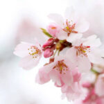 【🌸】ベトナムで１２万本育てた「桜博士」、日本人から譲り受けた“１０粒の種”から…湖畔の農園は「今が見頃」