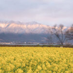 「配るでしかし」やすし、住民に7000円給付