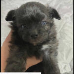 【社会】 引き取った子犬が翌日に急死「怒り心頭、助けてあげられずごめん」　ネット譲渡めぐりトラブル…"健康"のはずが重度の肺炎と診断　譲渡女性を直撃すると「病院ではなく自分で検査した」