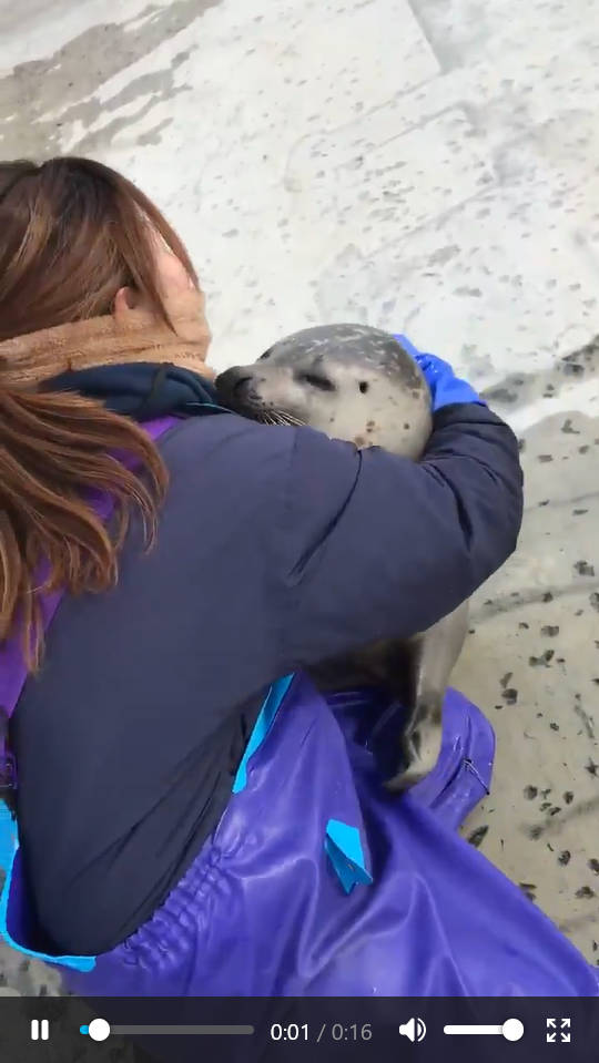 【動画】アザラシさん🦭、ハグしてもらう